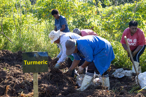 
            
                Load image into Gallery viewer, Daily Good Organic Fiji Turmeric Immunity Shots
            
        